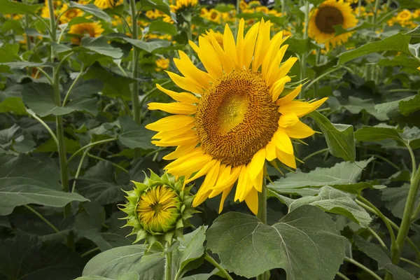 Mooie Zonnebloemen Het Veld Natuur Achtergrond — Stockfoto