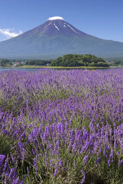 beautiful mountain fuji with purple flower in yamanakako lake