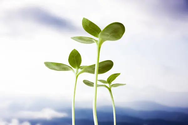 Anbau Grüner Pflanzen Hintergrund — Stockfoto