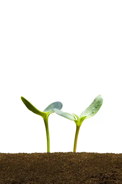 Planta Verde Broto Isolado Fundo Branco — Fotografia de Stock
