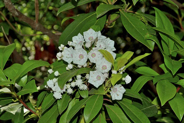Λευκά Άνθη Άνοιξη Χλωρίδα — Φωτογραφία Αρχείου