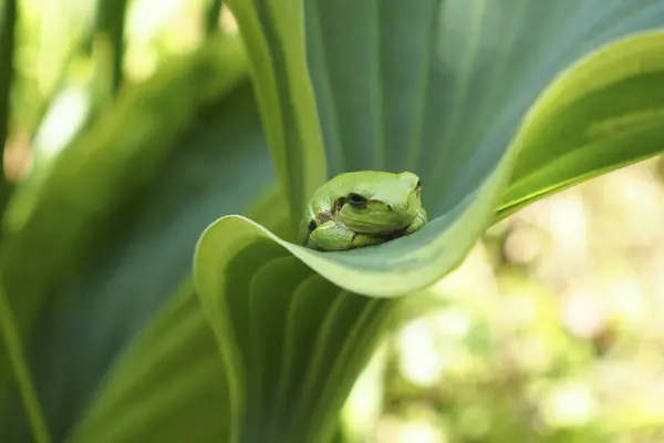 Yeşil Kurbağa Yaz Bahçesinde Taze Yaprak Üzerinde — Stok fotoğraf