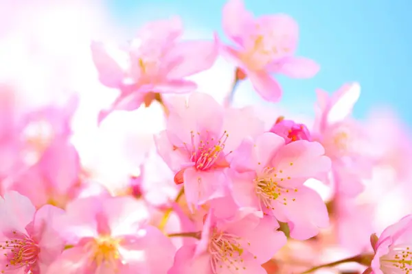 Cherry Blossoms Sakura Japan Stock Picture