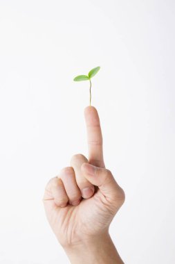 İnsan eli yeşil bir bitkiyi parmağında tutuyor.