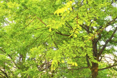 Ormanda yeşil ağaç yaprakları