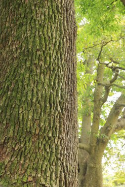 Güzel parktaki yeşil bitki örtüsünün manzarası    
