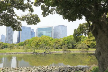 Tokyo, Japonya 'daki Hama-rikyu bahçeleri.