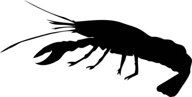 Istakoz, beyaz arkaplanda izole edilmiş siyah beyaz bir resim.