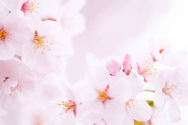 Güzel çiçek açan kiraz çiçeklerinin yakın görüntüsü