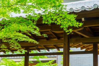 Tahta yaprağın yanında asılı yeşil yapraklar güneş ışığı altında