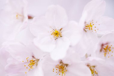 Kiraz çiçekleri, yaklaşın. 