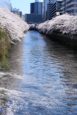 Tokyo, Japonya 'da sakura çiçek açar.