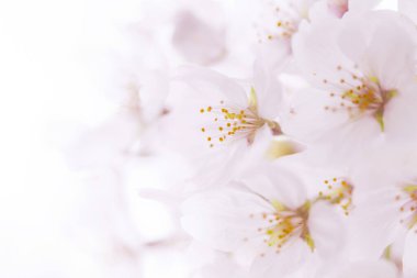 Pembe kiraz çiçeği, sakura çiçekler