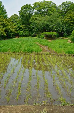 Yeşil çeltik tarlası, Japonya 'daki pirinç tarlası. 