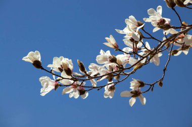 Japonya 'da baharda parkta güzel sakura çiçeklerinin manzarası.