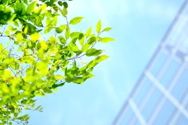 Ağaçtaki yeşil yapraklar