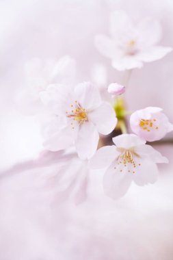 pembe kiraz çiçekleri yakın çekim