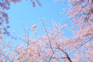 Mavi gökyüzü üzerinde kiraz çiçeği 