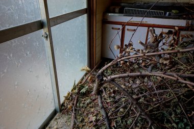 Terk edilmiş mutfak dallarla ve yapraklarla dolu.