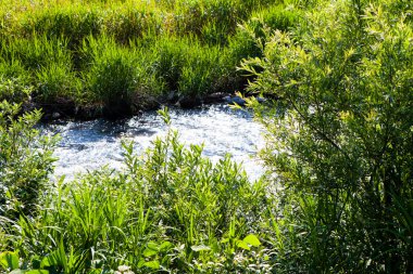 Yaz ormanındaki nehir..