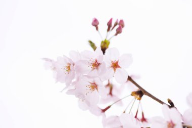 Kiraz çiçekleri, yaklaşın. 