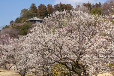 Japonya 'da baharda güzel sakura çiçekleri açar.