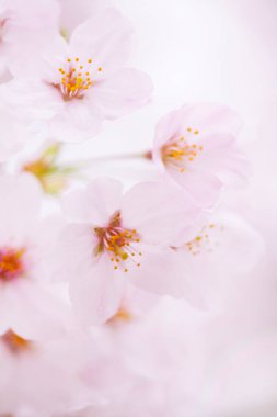 Kiraz çiçekleri, yaklaşın. 