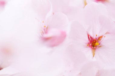 Pembe kiraz çiçeği, sakura çiçekler