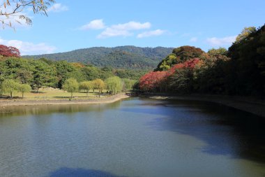 Güz parkında göl ve ağaçlarla güzel bir manzara. 