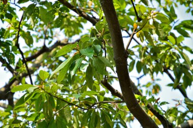 Yeşil yapraklı ağaç dalları, doğanın güzel manzarası.    