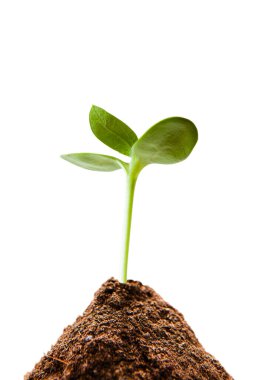 Beyaz arka planda izole edilmiş toprakta yeşil taze filiz