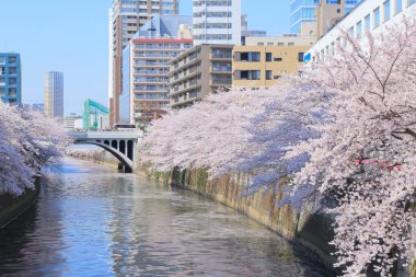 Tokyo, Japonya 'da sakura çiçek açar.