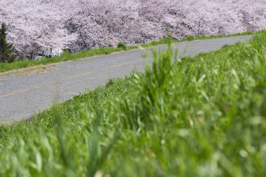 Japonya 'da, parkta çiçek açan sakura ağaçlarının manzaralı görüntüleri.