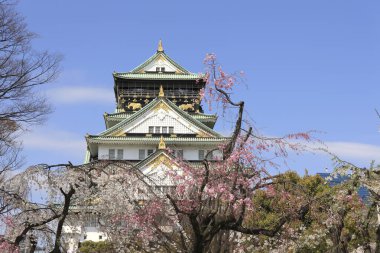 Japonya 'daki güzel mimari ve kiraz çiçeği