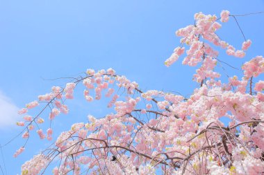 Güzel bahar sakura çiçekleri 