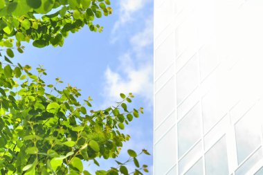 Bahçede yeşil yapraklar