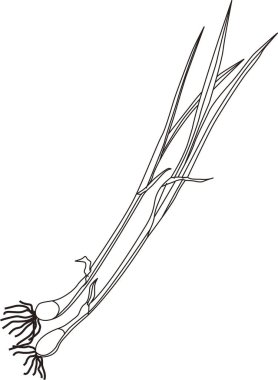 Yabani otlar, beyaz arka planda izole edilmiş basit siyah beyaz çizimler