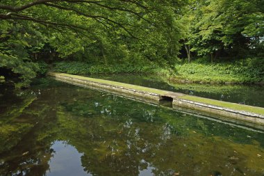 Yeşil ormandaki nehrin üzerinde köprü 