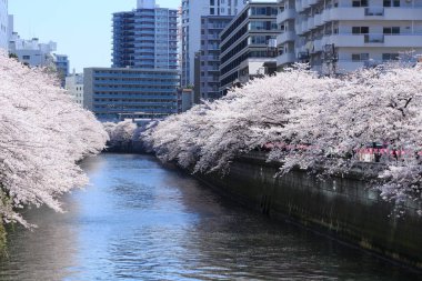 Tokyo, Japonya 'da sakura çiçek açar.