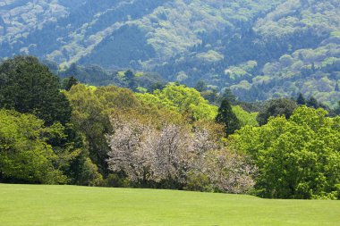 Yeşil ağaçlı Japon dağı 