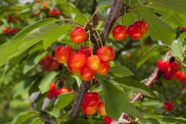 Olgun kirazlar doğanın arka planında bir ağaç dalında