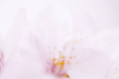 Pembe kiraz çiçeği, sakura çiçekler