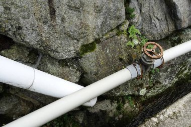 Borular ve kapakçık yosun ile kayalık yüzeye karşı