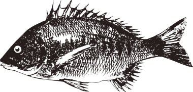 Beyaz arkaplandaki balıkların gösterimi