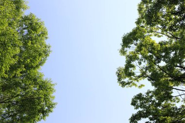 doğa arka planında yeşil yapraklar