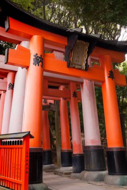 Geleneksel Japon Torii kapıları yemyeşil ile çevrilidir.