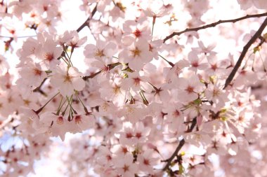 Japonya 'da kiraz çiçekleri, Tokyo