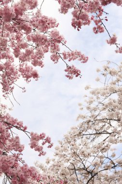 Japonya 'da kiraz çiçekleri, Tokyo