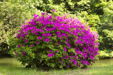 Yeşil parkta güzel mor çiçekler