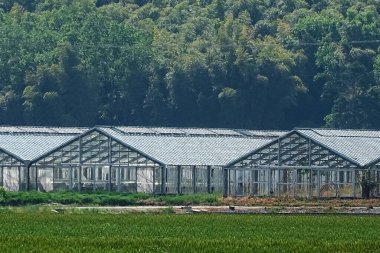 Seralarda ve tarlalarda büyüyen yeşil bitkiler ve güneşli bir günde ağaçlar.